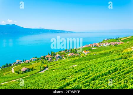 Vista aerea di Rivaz e del lago di Ginevra in Svizzera Foto Stock