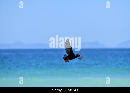 African Black Oystercatcher [Haematopus moquini] in volo a Capo Hangklip, Sudafrica. Foto Stock