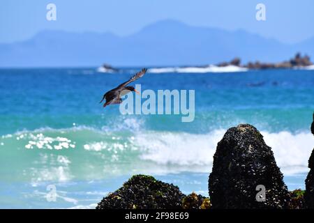 African Black Oystercatcher [Haematopus moquini] in volo a Capo Hangklip, Sudafrica. Foto Stock