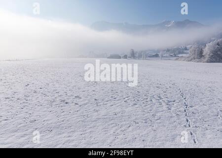 Una magica mattinata invernale a Schlehdorf am Kochelsee, in Baviera, con brina, sole, nebbia e neve fresca. Tracce animali nella neve. Foto Stock