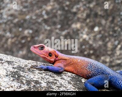 Parco Nazionale Serengeti, Tanzania, Africa - 29 febbraio 2020: Lucertola blu agama prendere il sole su una roccia Foto Stock