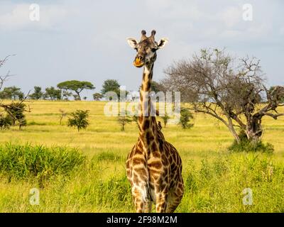 Parco Nazionale Serengeti, Tanzania, Africa - 29 febbraio 2020: Giraffe che pascolano lungo la savana Foto Stock