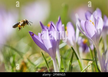 Ape, honeybee, crocuses Foto Stock