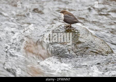 Dipper, Cincluss, ospite invernale, Germania settentrionale Foto Stock