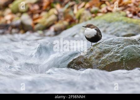 Dipper, Cincluss, ospite invernale, Germania settentrionale Foto Stock