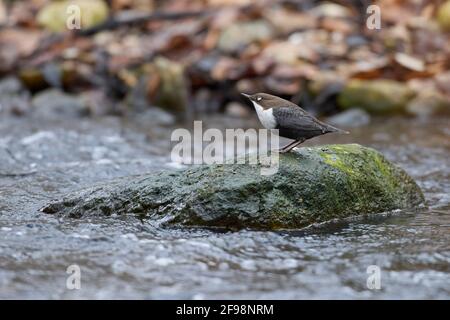 Dipper, Cincluss, ospite invernale, Germania settentrionale Foto Stock