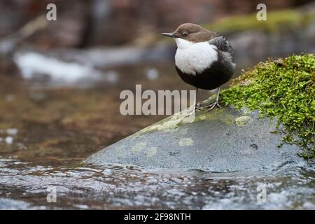 Dipper, Cincluss, ospite invernale, Germania settentrionale Foto Stock