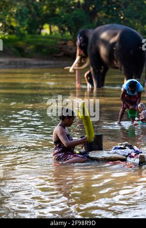 Sri Lanka, Kataragama, tempio Kataragama, il tempio elefante è lavato nel fiume, donna, lavanderia, lavaggio, Foto Stock