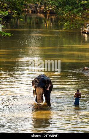 Sri Lanka, Kataragama, tempio Kataragama, elefante, bagno, Foto Stock