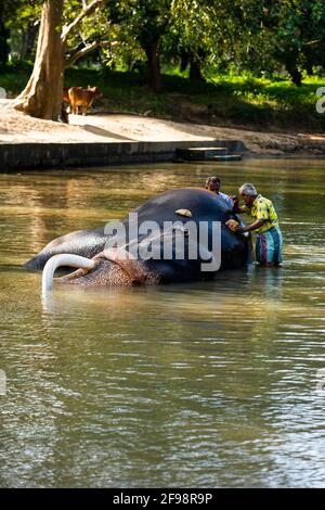 Sri Lanka, Kataragama, tempio Kataragama, elefante, bagno, Foto Stock