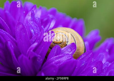 Lumaca romana su fiore di montagna in un giardino Foto Stock