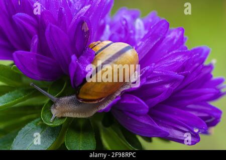 Lumaca romana su fiore di montagna in un giardino Foto Stock