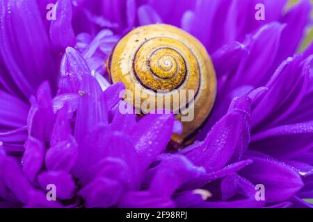 Lumaca romana su fiore di montagna in un giardino Foto Stock