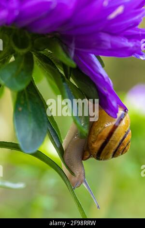 Lumaca romana su fiore di montagna in un giardino Foto Stock