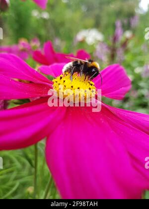 Bumblebee su Cosmea, primo piano Foto Stock