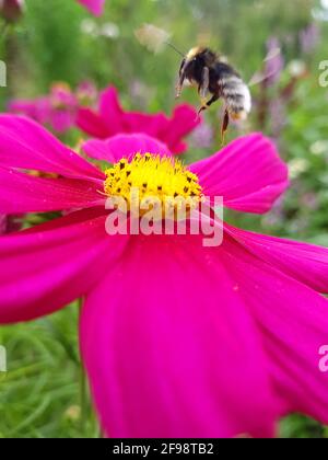 Bumblebee su Cosmea, primo piano Foto Stock