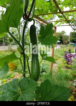 Cucumber in the garden Stock Photo
