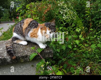 Caccia al gatto per topi Foto Stock