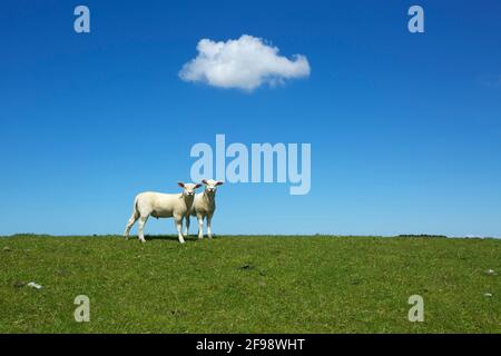 Laemmer sulla diga vicino Morsum su Sylt. Foto Stock