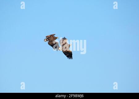 Aquila dalla coda bianca con un giovane uccello in volo sul lago Preetz a Ostholstein. Foto Stock