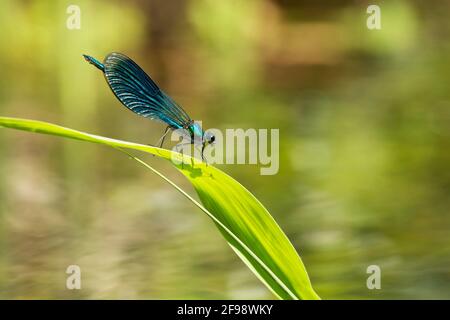 demoiselle maschio alato blu su una foglia di canna sul fiume Schwentine in Ostholstein. Foto Stock