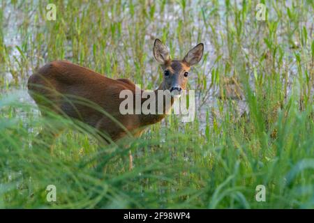 Capriolo (Capreolus capreolus) nella zona di banca di uno stagno, luglio, Assia, Germania Foto Stock