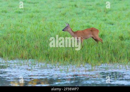 Capriolo (Capreolus capreolus) nella zona di banca di uno stagno, luglio, Assia, Germania Foto Stock