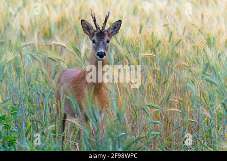 Roebuck (Capreolus capreolus) in un campo di grano, giugno, Assia, Germania Foto Stock