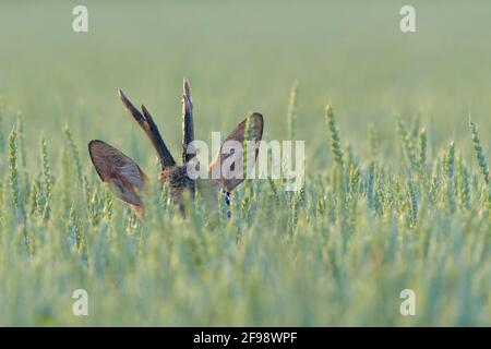 Roebuck (Capreolus capreolus) in un campo di grano, giugno, Assia, Germania Foto Stock