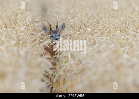 Roebuck (Capreolus capreolus) in un campo di grano, luglio, Assia, Germania Foto Stock