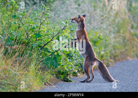 Volpe rossa (Vulpes vulpes) sniffs a thistle, giugno, Assia, Germania Foto Stock