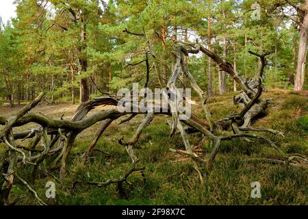 Mistico Darß Primeval Forest, Parco Nazionale della Laguna di Pomerania Occidentale, Meclemburgo-Pomerania Occidentale, Germania Foto Stock