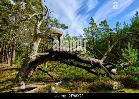 Mistico Darß Primeval Forest, Parco Nazionale della Laguna di Pomerania Occidentale, Meclemburgo-Pomerania Occidentale, Germania Foto Stock