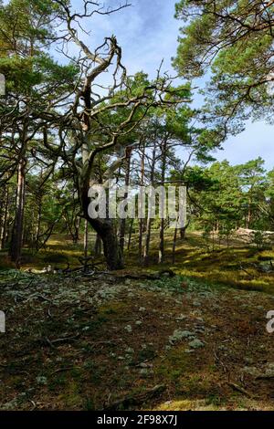 Mistico Darß Primeval Forest, Parco Nazionale della Laguna di Pomerania Occidentale, Meclemburgo-Pomerania Occidentale, Germania Foto Stock