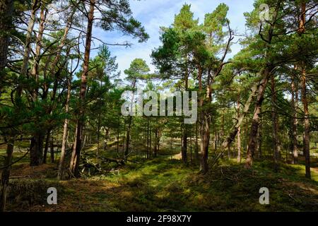 Mistico Darß Primeval Forest, Parco Nazionale della Laguna di Pomerania Occidentale, Meclemburgo-Pomerania Occidentale, Germania Foto Stock