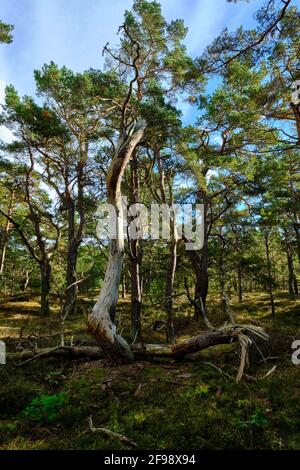 Mistico Darß Primeval Forest, Parco Nazionale della Laguna di Pomerania Occidentale, Meclemburgo-Pomerania Occidentale, Germania Foto Stock