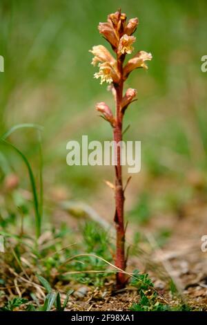 Grande Arum estivo, Orobanche elatior, alta Arum estivo Foto Stock