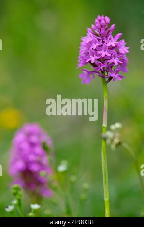 Pyramiden-Hundswurz, Anacamptis piramidalis, anche chiamato Pyramidenorchis, Spitzorchis, Kammstendel o Pyramidenstendel Foto Stock