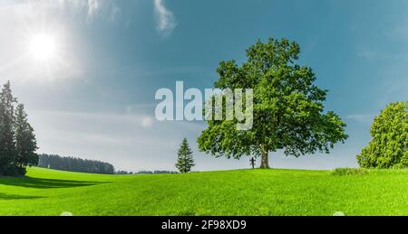 albero verde su un prato verde Foto Stock