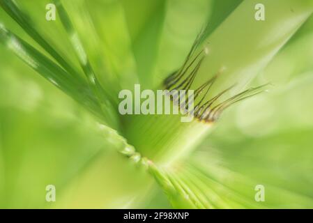 Campo Horsetail, fotografato con un obiettivo macro vintage Foto Stock