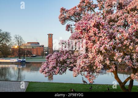 Fiore magnolia albero vicino al fiume avon in primavera all'alba. Stratford Upon Avon, Warwickshire, Inghilterra Foto Stock