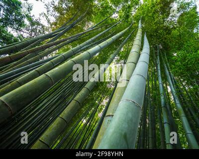 Alti alberi di bambù in una foresta giapponese Foto Stock