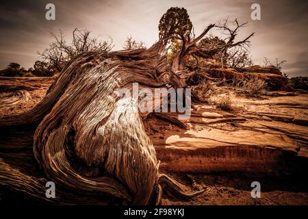 Alberi secchi marcio nel deserto dello Utah - viaggio fotografia Foto Stock