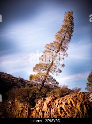 Incredibile Sequoia National Forest in California - fotografia di viaggio Foto Stock