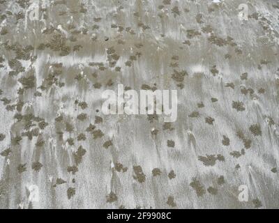 Granchio con scanalatura ruvida su sabbia bagnata, sfondo astratto e struttura dalla spiaggia di terra Foto Stock