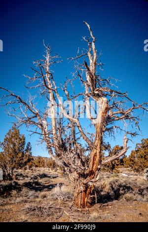 Alberi di marcio a secco a Inyo National Forest nella Sierra Nevada - fotografia di viaggio Foto Stock