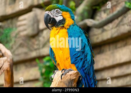 Primo piano di pappagallo di macaw blu-giallo. Grande pappagallo di ara con enorme becco sullo sfondo della giungla Foto Stock