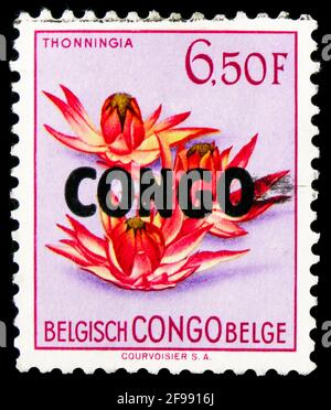 MOSCA, RUSSIA - 4 NOVEMBRE 2019: Francobollo stampato in Congo mostra Thonningia (sovraprezzo), Fiori serie, circa 1960 Foto Stock