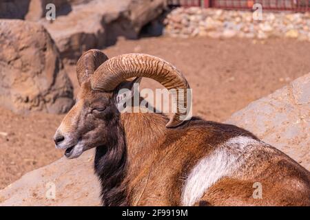 Pecore domestiche nel pomeriggio. Primo piano di mouflon europeo crogiolarsi al sole sdraiato su una roccia Foto Stock