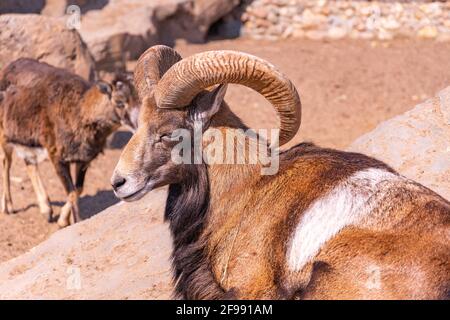 Pecore domestiche nel pomeriggio. Mouflon europeo primo piano crogiolarsi al sole sdraiato su una roccia e baby ram sullo sfondo Foto Stock